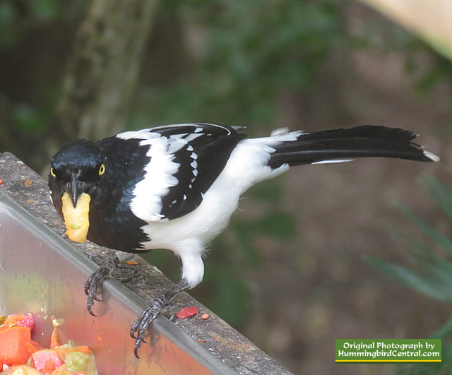 Tángara Urraca - Cissopis leverianus